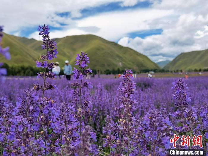 川西高原迎來最美季草原山花爛漫惹人醉