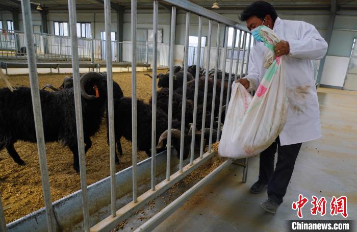 圖為飼養(yǎng)員給黑藏羊喂食。　馬銘言 攝