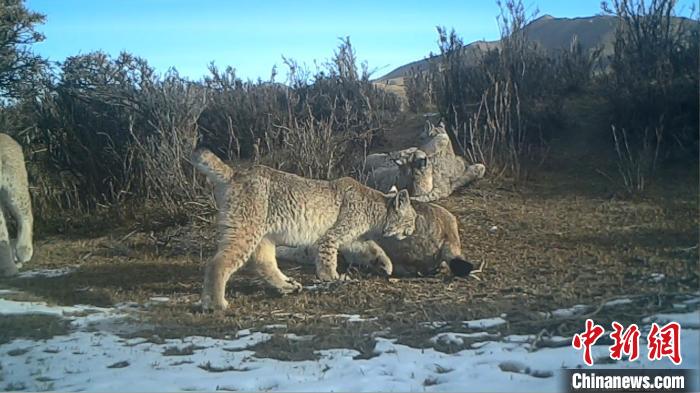 圖為紅外相機拍攝到的猞猁?！∑钸B山國家公園青海省管理局供圖