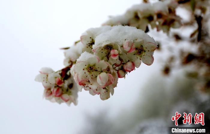 花兒被冰雪覆蓋?！±钣腊?　攝