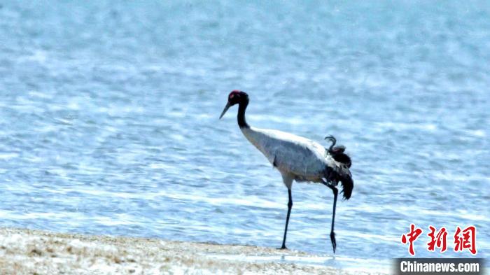 圖為黑頸鶴在青海湖畔散步?！《砣詹囟?攝