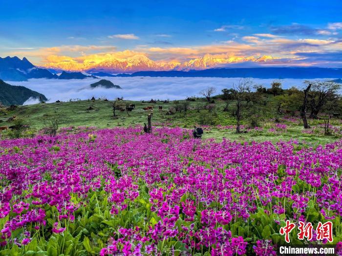 春天的牛背山花海?！∮稳仄?攝