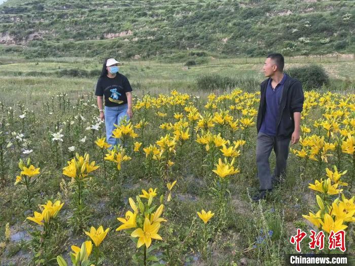 村民采摘百合花?！∪捞量h委宣傳部供圖