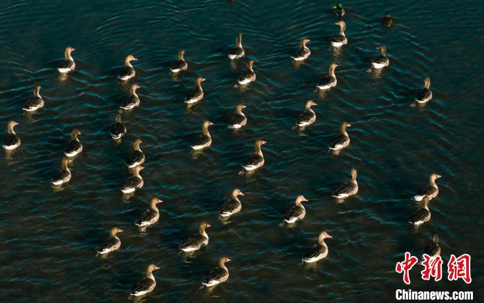 圖為湖中的野生鳥類。　何啟金 攝