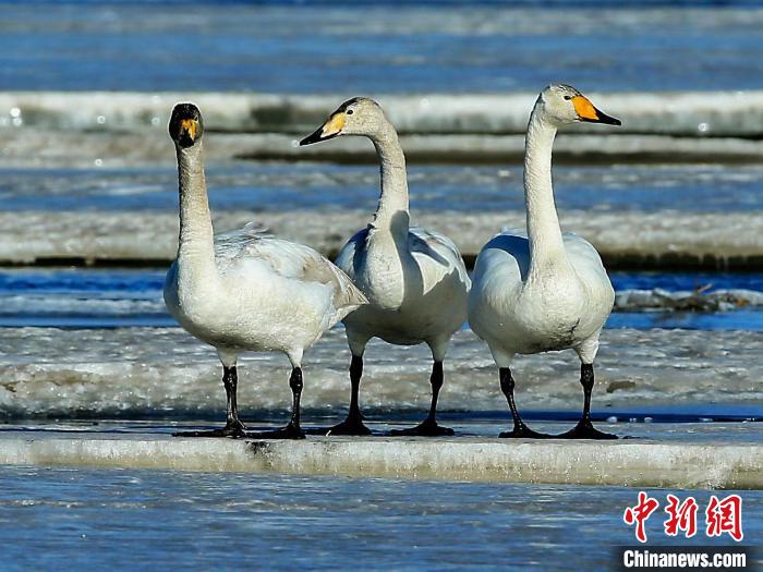 圖為三只天鵝在湖面上曬太陽。　何啟金 攝