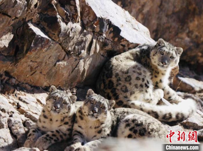 青海都蘭：雪豹、兔猻等多種珍稀野生動物亮相