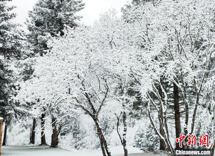 大熊貓國(guó)家公園王朗片區(qū)春雪如畫，宛若仙境?！×_春平 攝