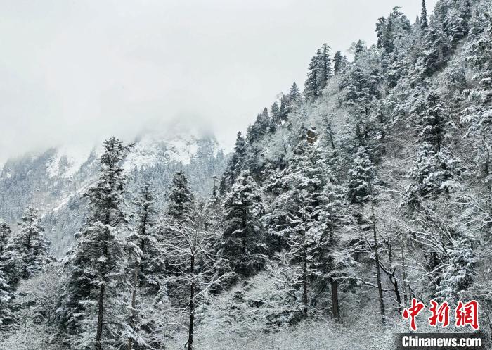 大熊貓國(guó)家公園王朗片區(qū)春雪如畫，宛若仙境?！×_春平 攝