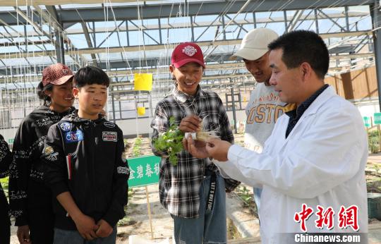 援藏干部彭觀勤：高海拔科技示范園的守護(hù)者