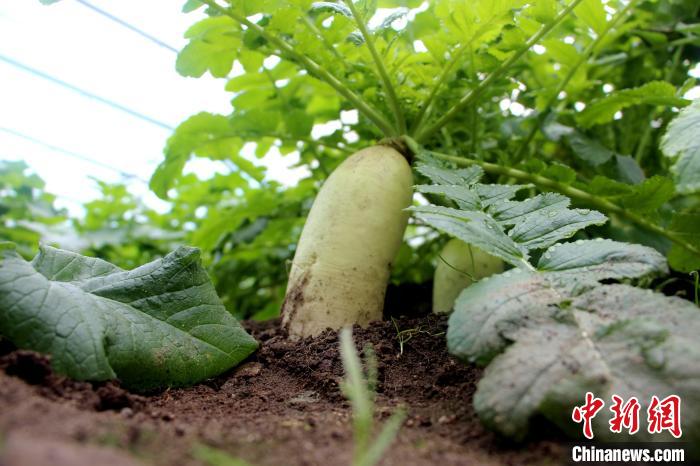 圖為亞東邊檢站“警營菜園”喜獲豐收的白蘿卜?！⊥鯑|東 攝