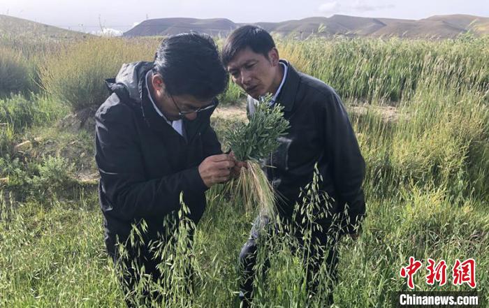 圖為尼瑪扎西(左)在青稞種植地調(diào)研(資料圖)。西藏農(nóng)科院 供圖