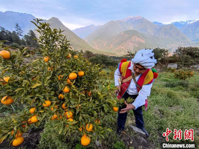 林芝下察隅鎮(zhèn)京都村101畝耙耙柑豐收?！〗w波 攝