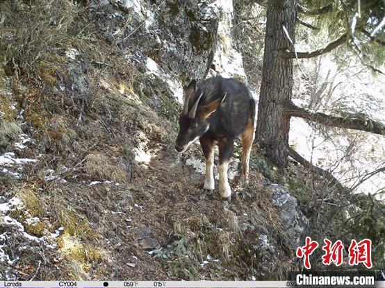 圖為相同位點(diǎn)記錄到的國家二級重點(diǎn)保護(hù)野生動物—中華鬣羚?！≈袊茖W(xué)院昆明動物研究所提供