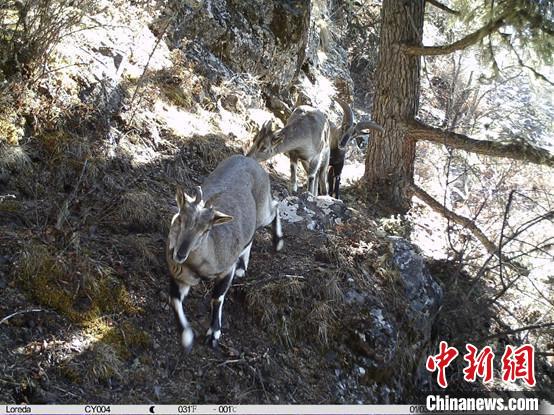 圖為相同位點(diǎn)記錄到的雪豹主要獵物—巖羊?！≈袊茖W(xué)院昆明動物研究所提供