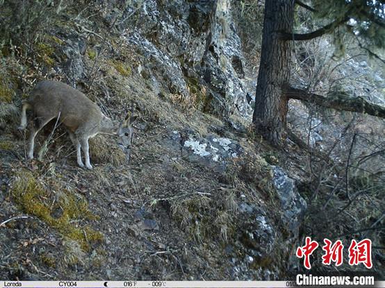 圖為相同位點(diǎn)記錄到的國家一級重點(diǎn)保護(hù)野生動物—馬麝?！≈袊茖W(xué)院昆明動物研究所提供