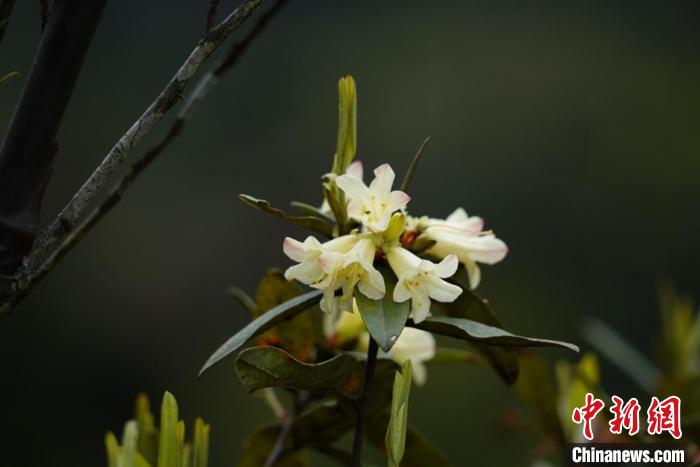 極度瀕危植物折萼杜鵑時隔97年再次現世