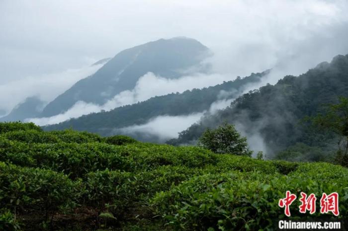 墨脫縣背崩鄉(xiāng)的高山茶場。