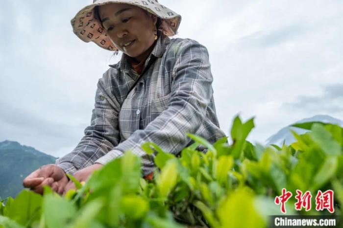 圖為墨脫縣背崩鄉(xiāng)門巴族民眾采摘茶葉。