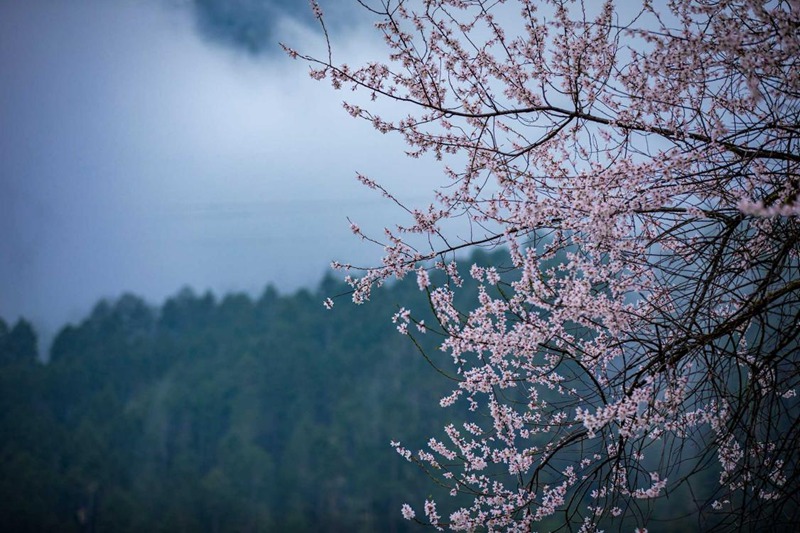 盛開(kāi)的桃花。張靜攝