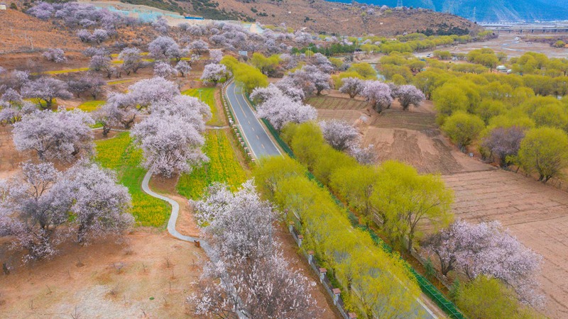 林芝桃花盛開。 張靜攝