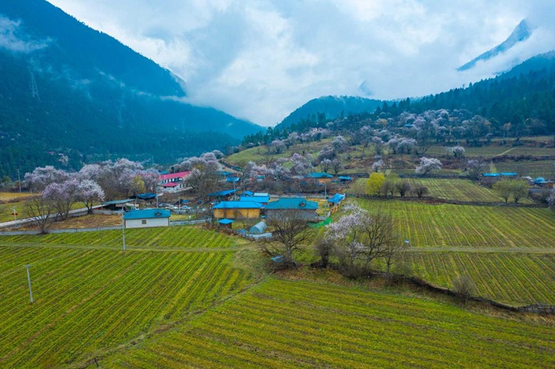 桃花村。 張靜攝