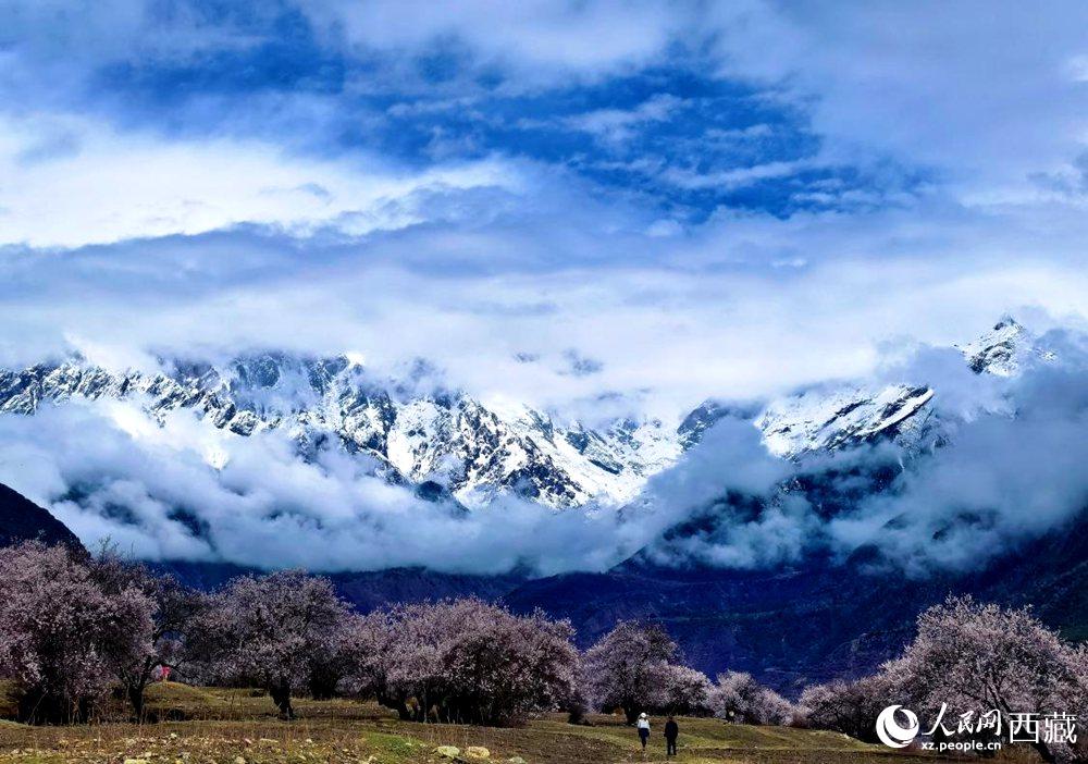 雪山下的桃花。人民網(wǎng) 李海霞攝