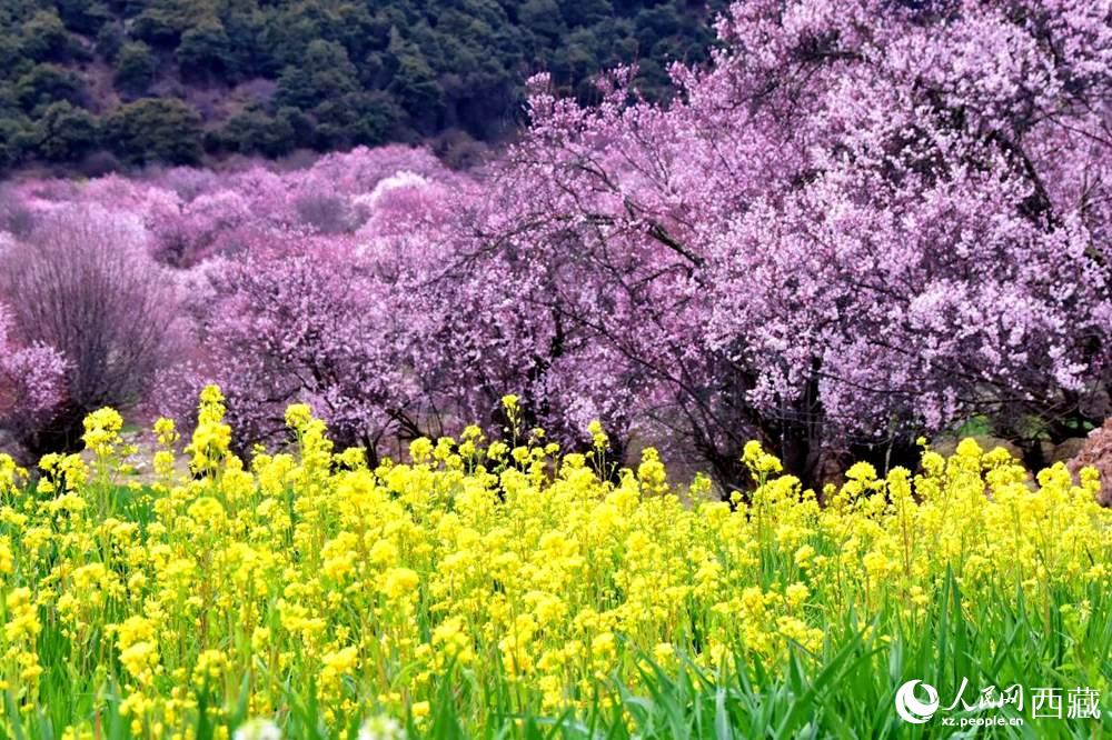 桃花與油菜花交相輝映。人民網(wǎng) 李海霞攝