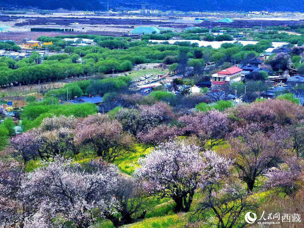 漫山開放的野桃花。人民網(wǎng) 李海霞攝