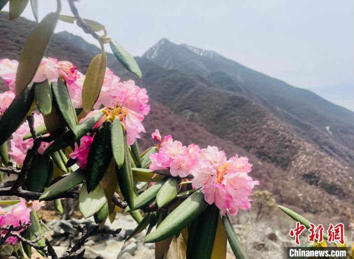 近日，西藏自治區(qū)山南市加查縣索囊溝的杜鵑花競(jìng)相綻放。　冉文娟 攝