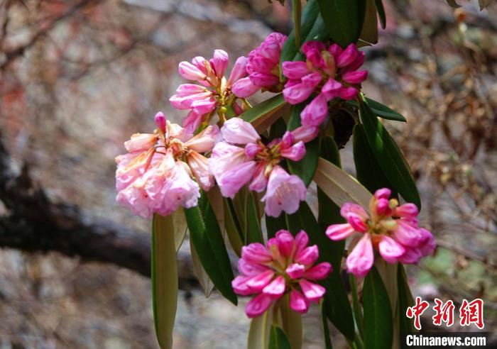 近日，西藏自治區(qū)山南市加查縣索囊溝的杜鵑花競(jìng)相綻放?！∪轿木?攝