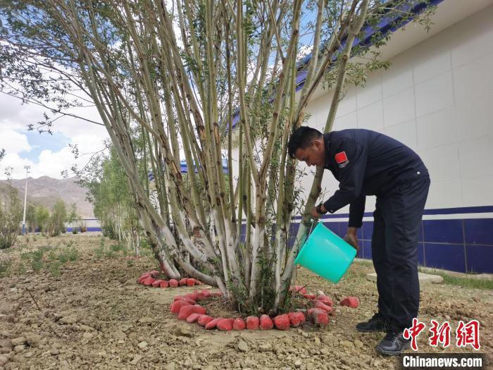 營(yíng)區(qū)綠樹(shù)漸蔥蘢見(jiàn)證民警扎根雪域邊疆十余載