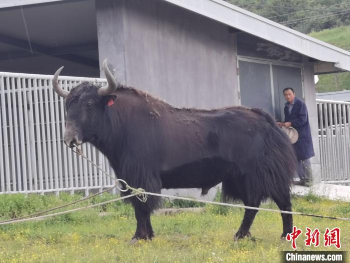 探訪全國(guó)最大牦牛產(chǎn)學(xué)研基地：“大通牦牛”改良后裔約180萬頭