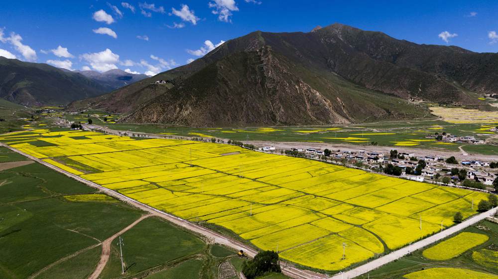 西藏墨竹工卡縣油菜農(nóng)田。