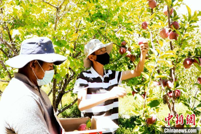 圖為西藏阿里札達(dá)縣底雅鄉(xiāng)村民在自家果園采摘果實(shí)?！“⑼?攝