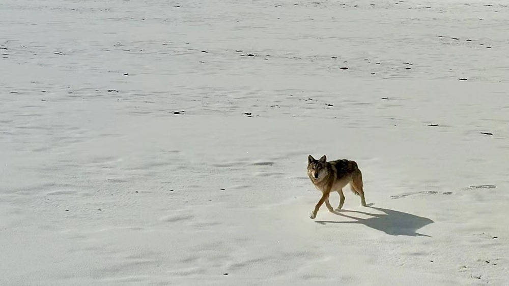 雪地里的阿里“狼”。