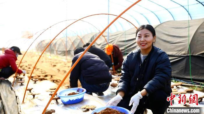 圖為農(nóng)民采收靈芝孢子粉?！∴嚢?攝