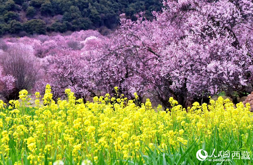 桃花與油菜花勾勒出別樣風景。 人民網(wǎng) 李海霞攝