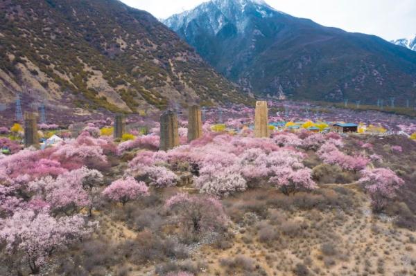 人間桃花源！林芝桃花有多絕？