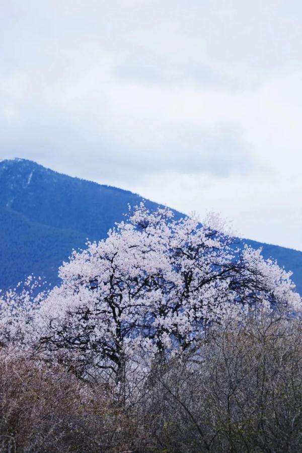 人間桃花源！林芝桃花有多絕？