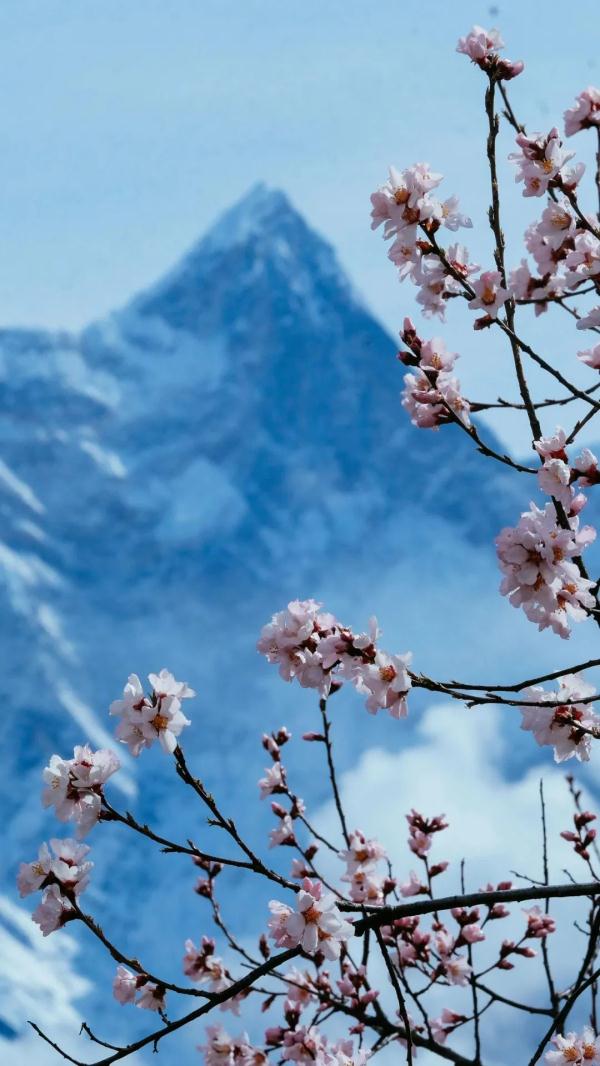 人間桃花源！林芝桃花有多絕？