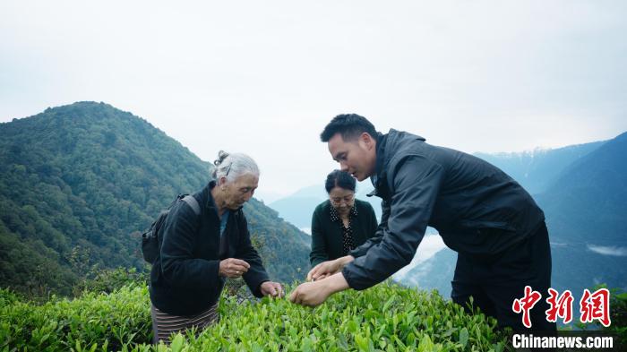 圖為銀發(fā)旅游體驗(yàn)團(tuán)兩位老人體驗(yàn)采茶?！∥鞑貙ｍ?xiàng)旅游協(xié)會(huì)供圖