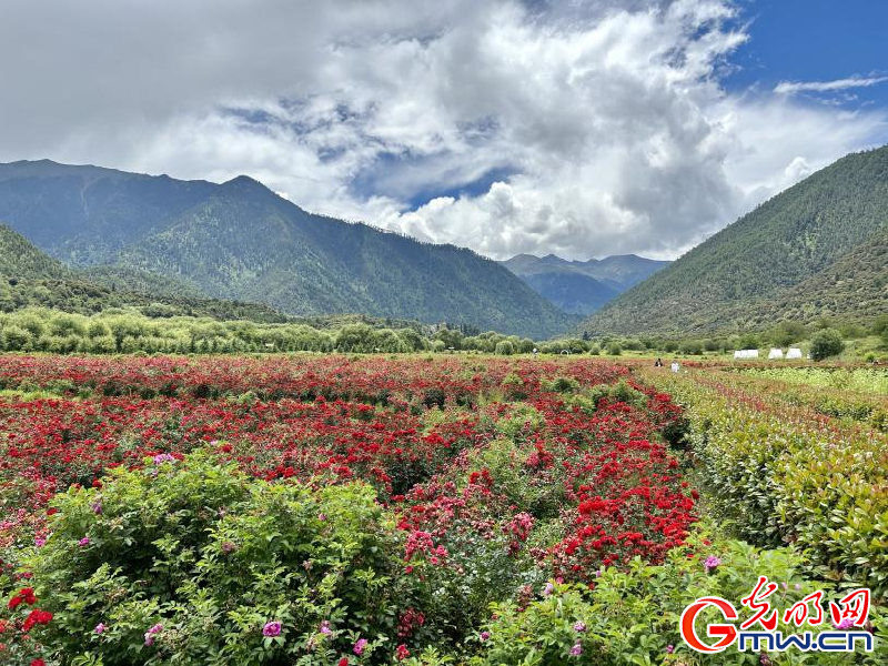 我們的家園丨工布花谷：高原花開香飄全國，產業(yè)經濟增收致富