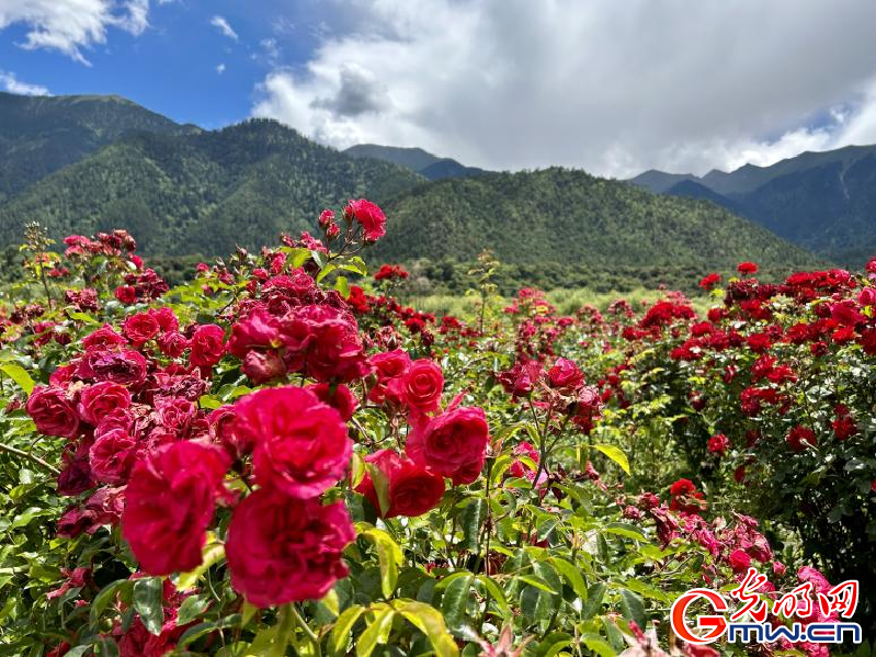 我們的家園丨工布花谷：高原花開香飄全國，產(chǎn)業(yè)經(jīng)濟(jì)增收致富