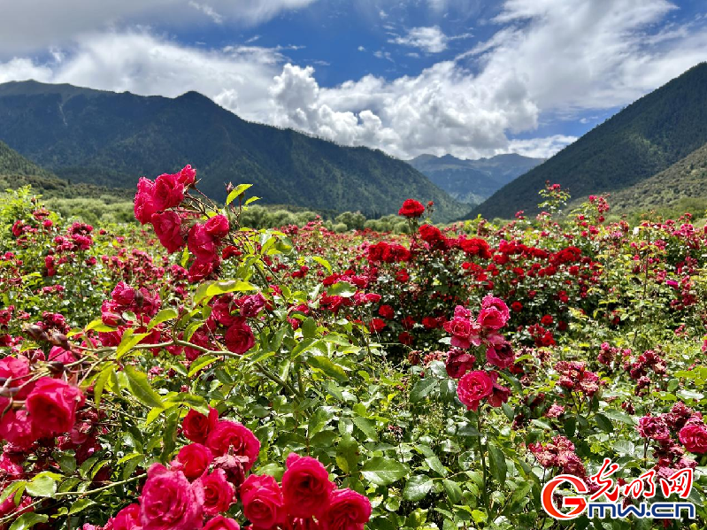 我們的家園丨【組圖】 綠水青山入畫，“金山銀山”筑起