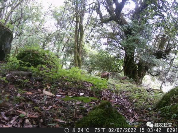 西藏色季拉山發(fā)現(xiàn)雪豹、白頰獼猴等多種珍稀野生動物