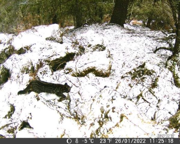 西藏色季拉山發(fā)現(xiàn)雪豹、白頰獼猴等多種珍稀野生動物