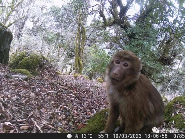 西藏色季拉山發(fā)現(xiàn)雪豹、白頰獼猴等多種珍稀野生動物