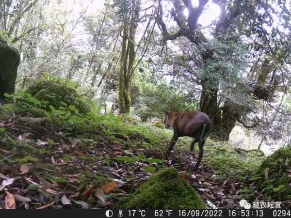 西藏色季拉山發(fā)現(xiàn)雪豹、白頰獼猴等多種珍稀野生動物