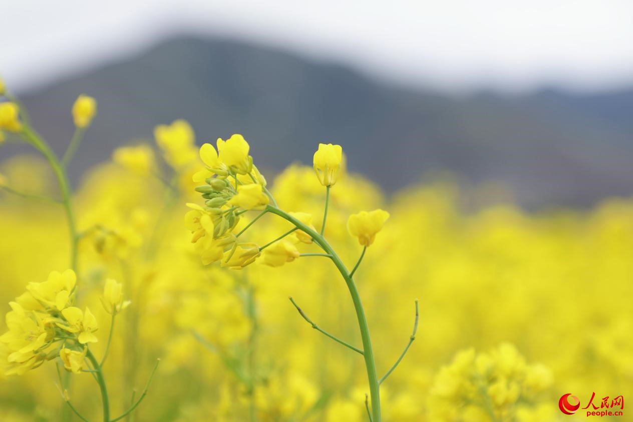 金色油菜花鋪滿大地。 人民網(wǎng) 李海霞攝