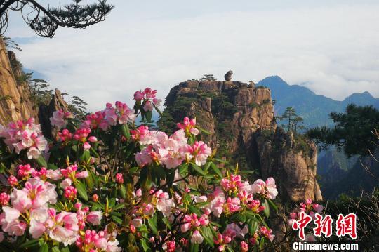 黃山風景區(qū)“五一”小長假客流、車流平穩(wěn)